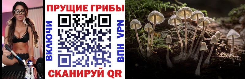 Псилоцибиновые грибы GOLDEN TEACHER  дарк нет какой сайт  Жуков 